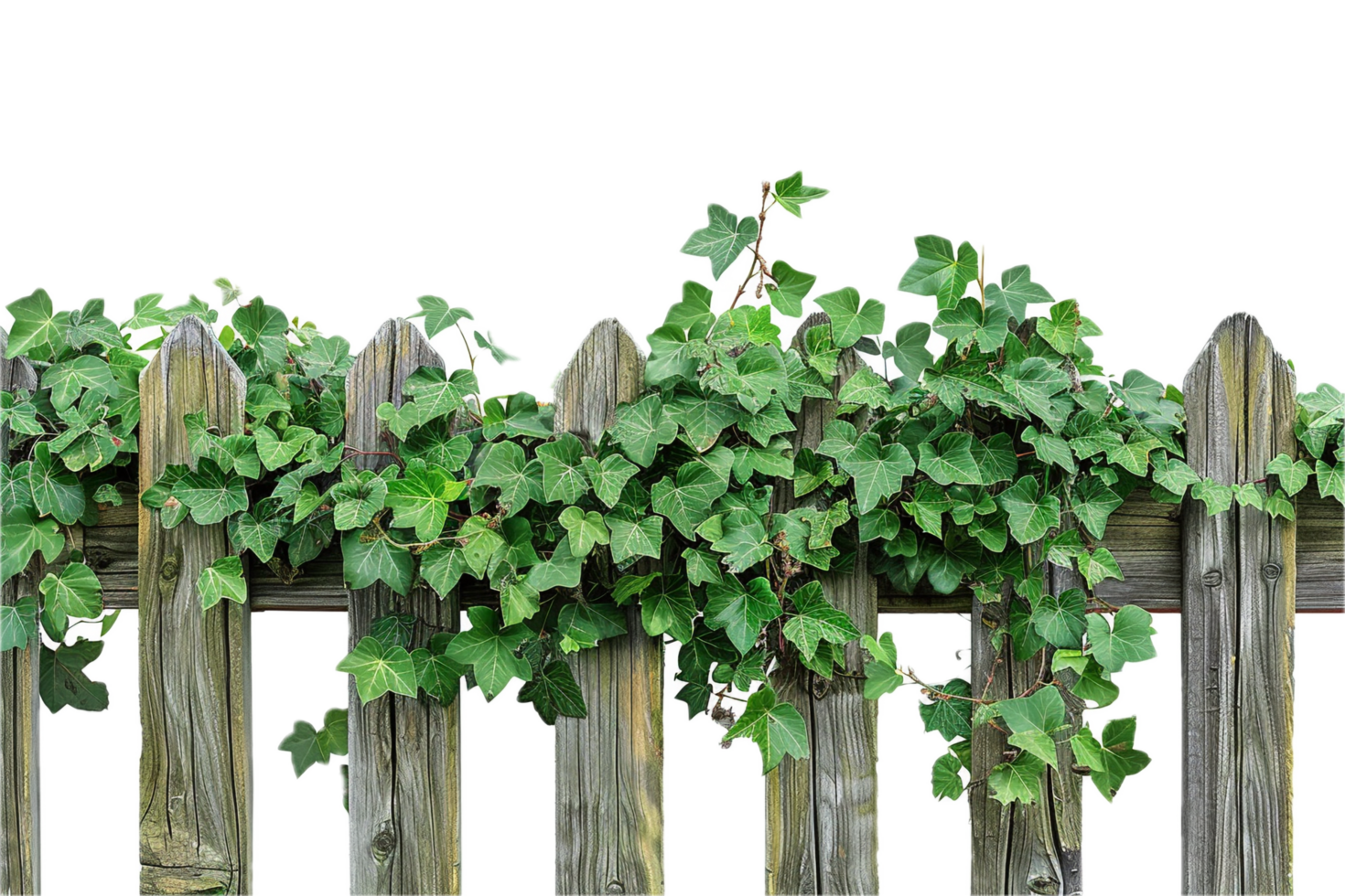 AI generated Old Wooden Fence with Climbing Ivy png