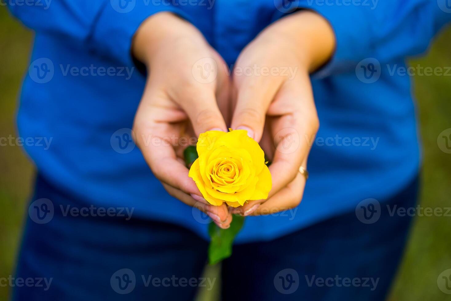Woman hands holding yellow flower. Cropped photo. Two hands and one rose. Selective focus on hands. photo