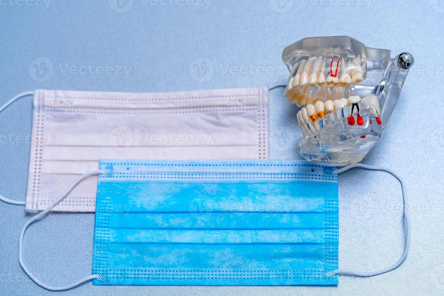 Educational model of teeth and protective mask. Blue background. photo