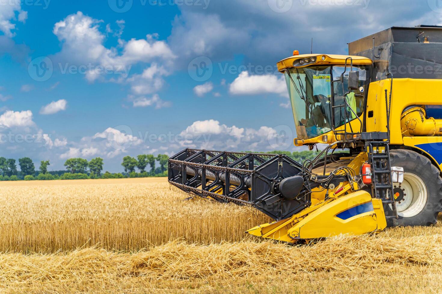 Grain harvesting combine in a sunny day. Yellow field with grain. Agricultural technic works in field. photo