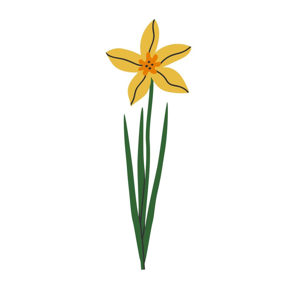 Hand drawn cute cartoon illustration of narcissus flower with leaves. Flat vector spring plant sticker in colored doodle style. Blooming daffodil, botany icon or print. Isolated on background.