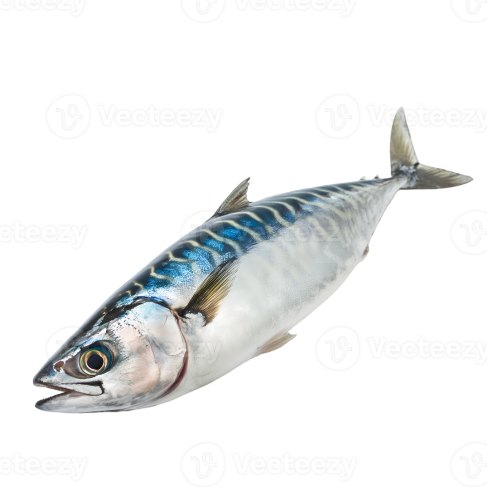 AI generated Mackerel on transparent background png