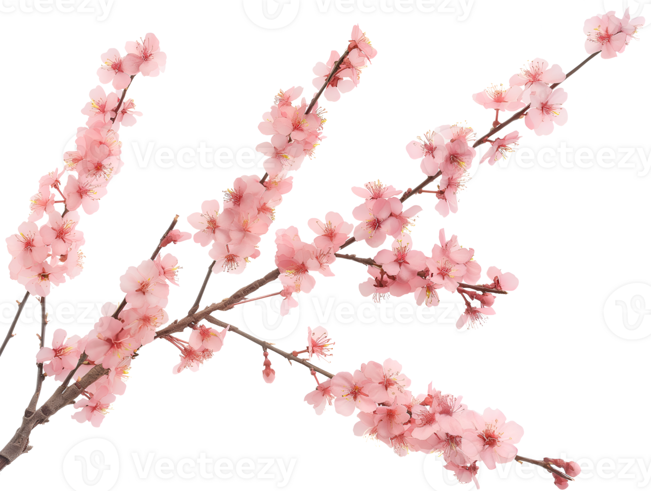 AI generated Sakura branch on transparent background png