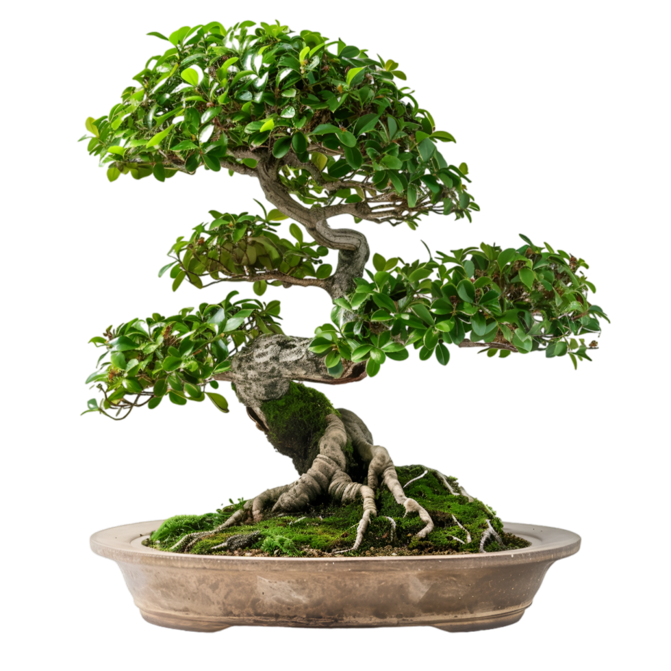 ai generiert Bonsai auf transparent Hintergrund png