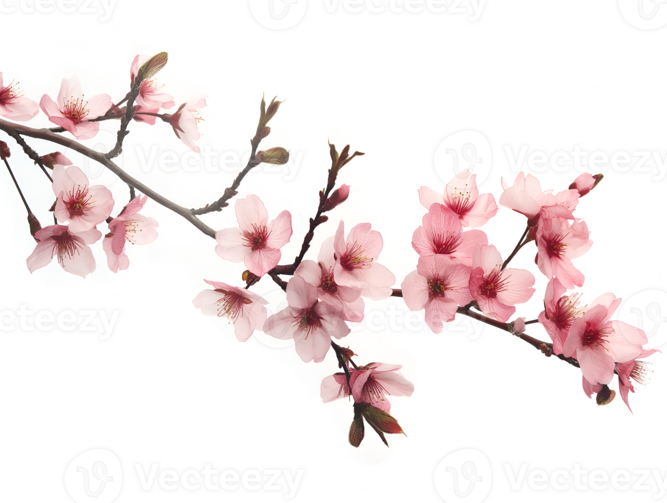 AI generated Sakura branch on transparent background png