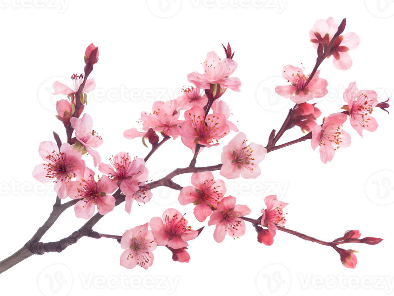 AI generated Sakura branch on transparent background png