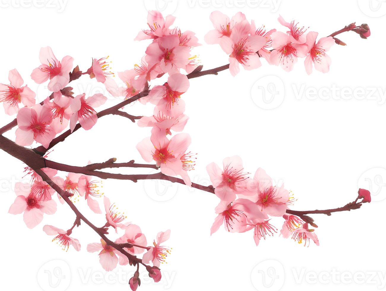 AI generated Sakura branch on transparent background png