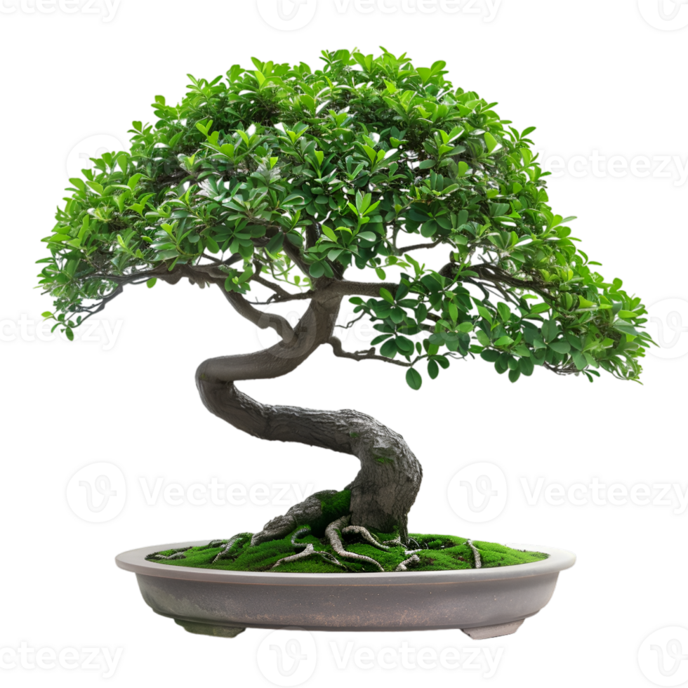 AI generated bonsai on transparent background png