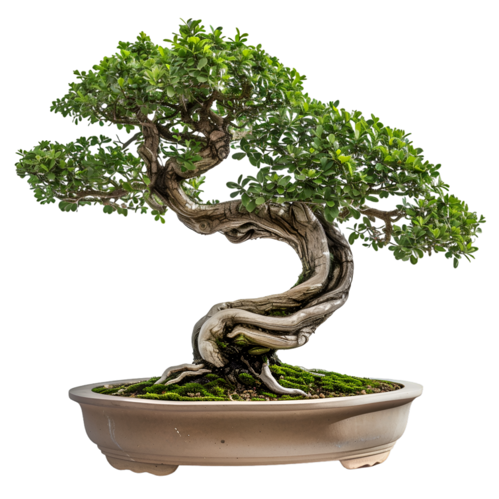 AI generated bonsai on transparent background png
