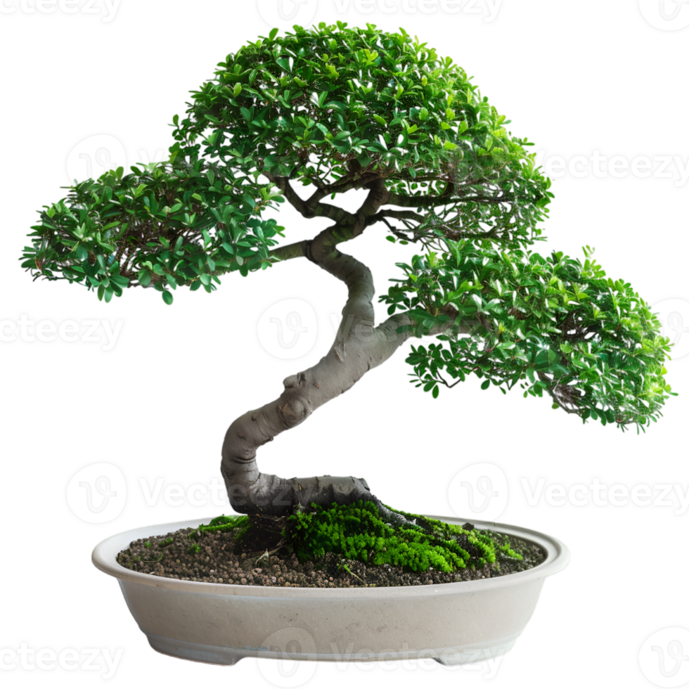 AI generated bonsai on transparent background png