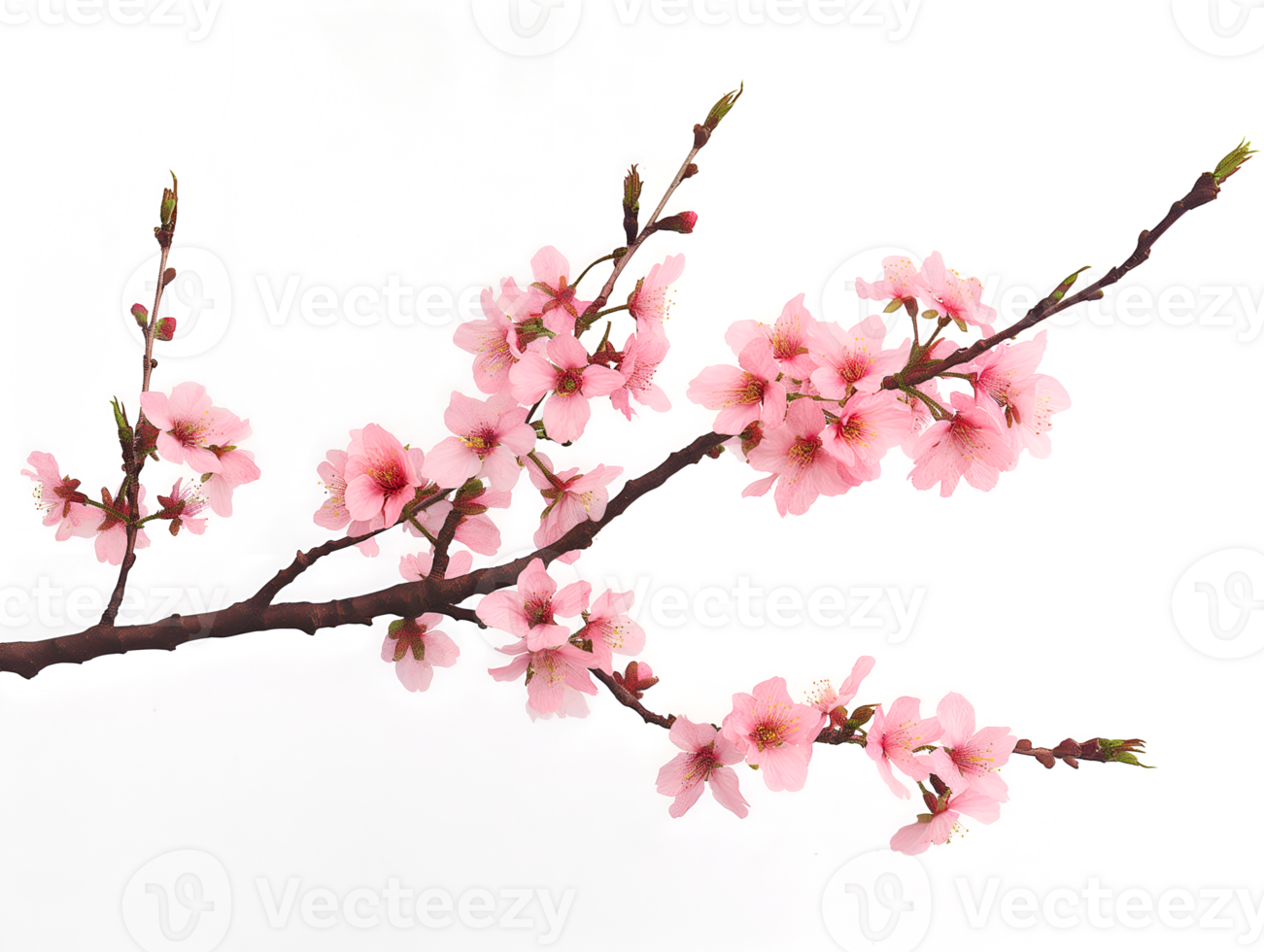 AI generated Sakura branch on transparent background png