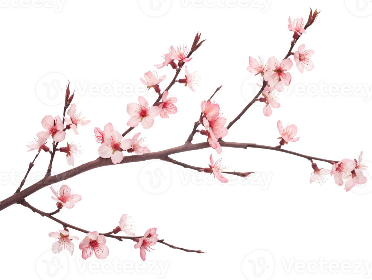 AI generated Sakura branch on transparent background png