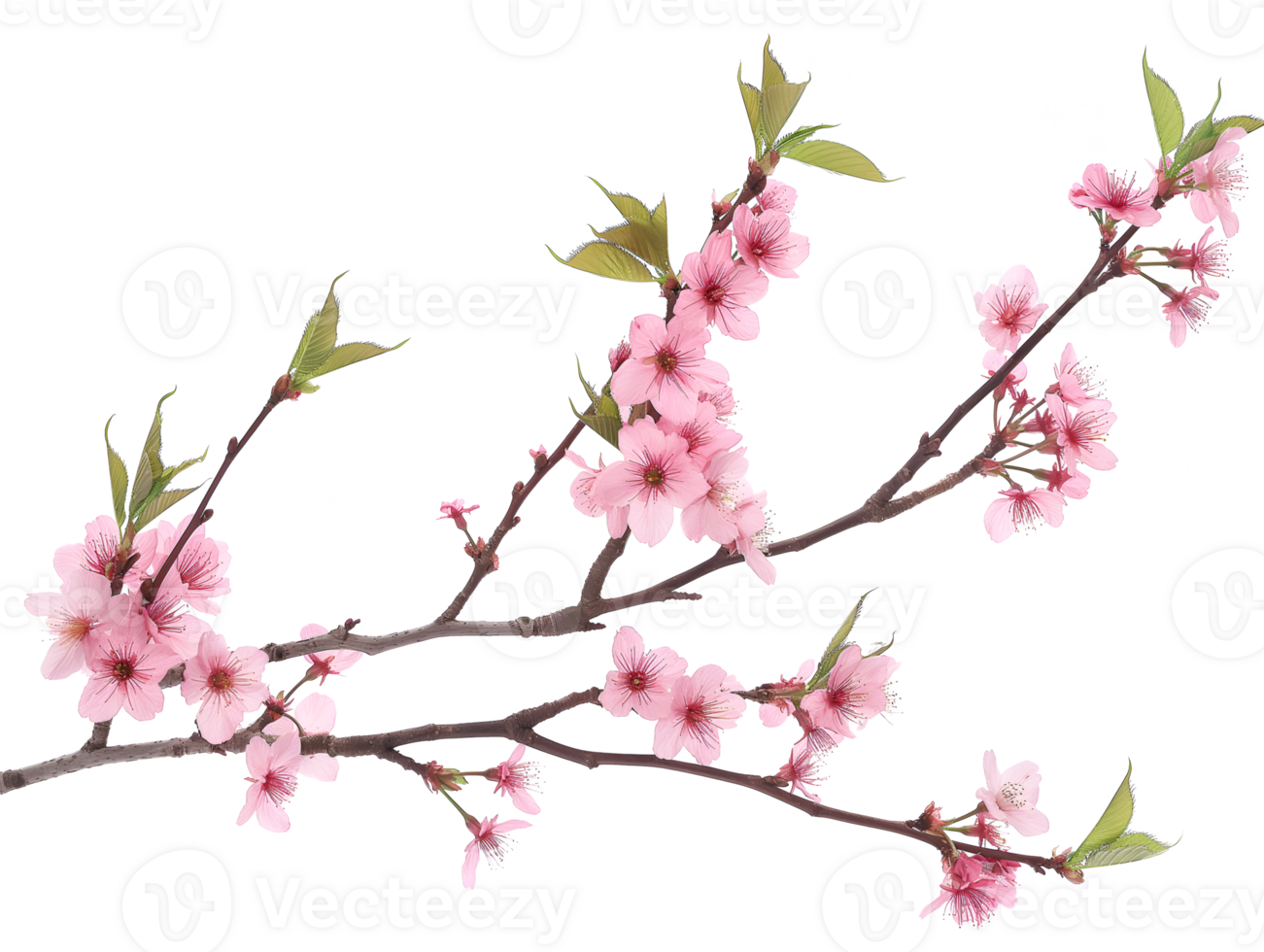 AI generated Sakura branch on transparent background png