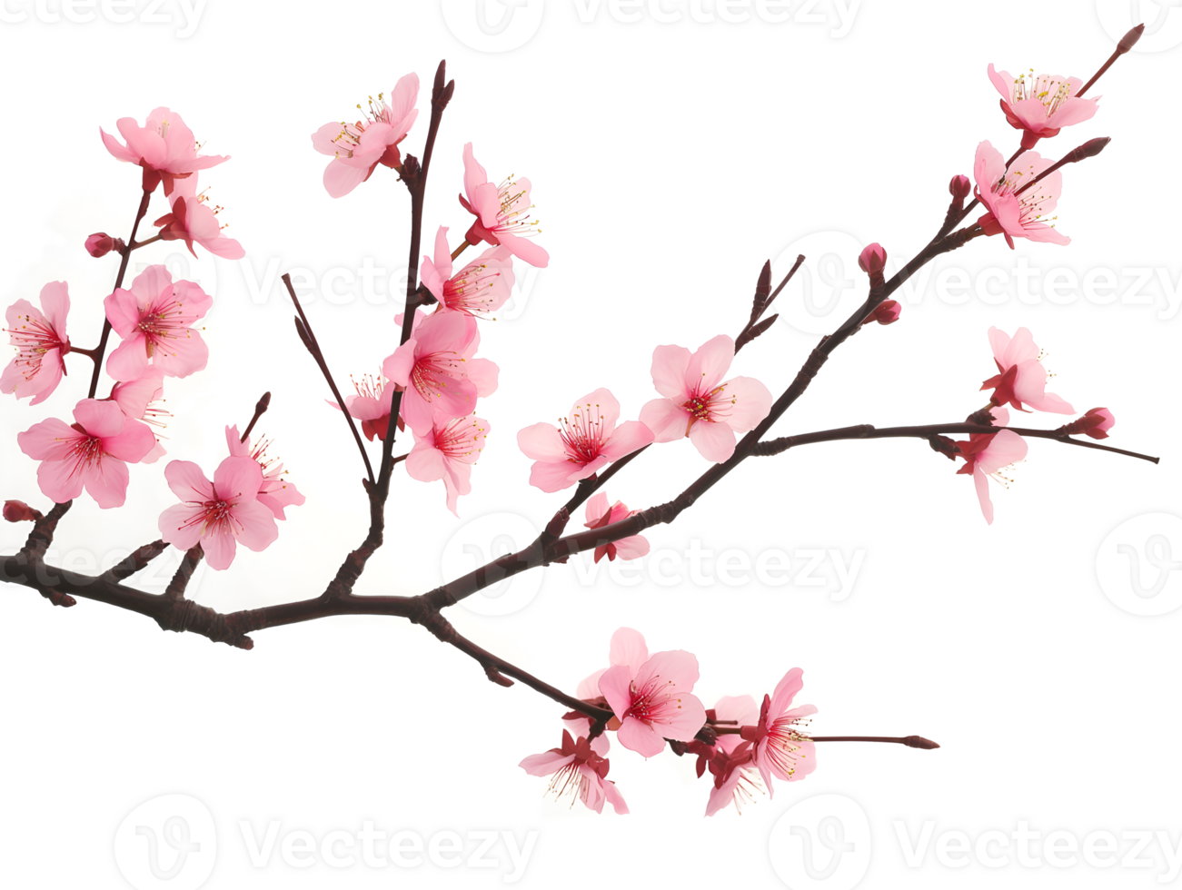 AI generated Sakura branch on transparent background png