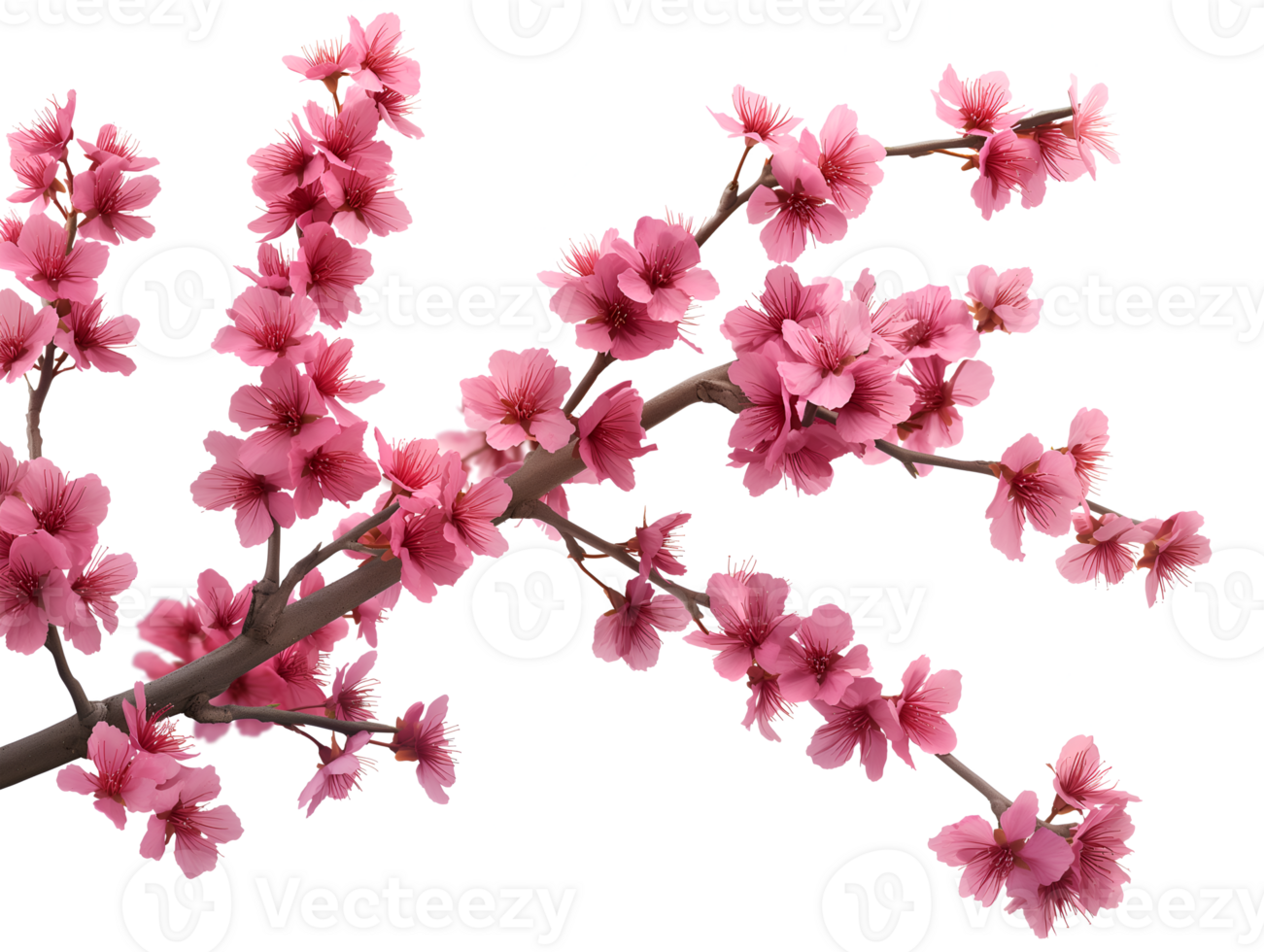 AI generated Sakura branch on transparent background png