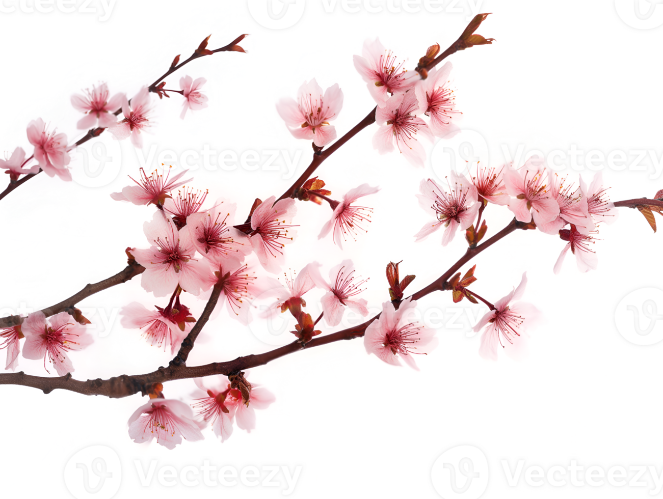 AI generated Sakura branch on transparent background png