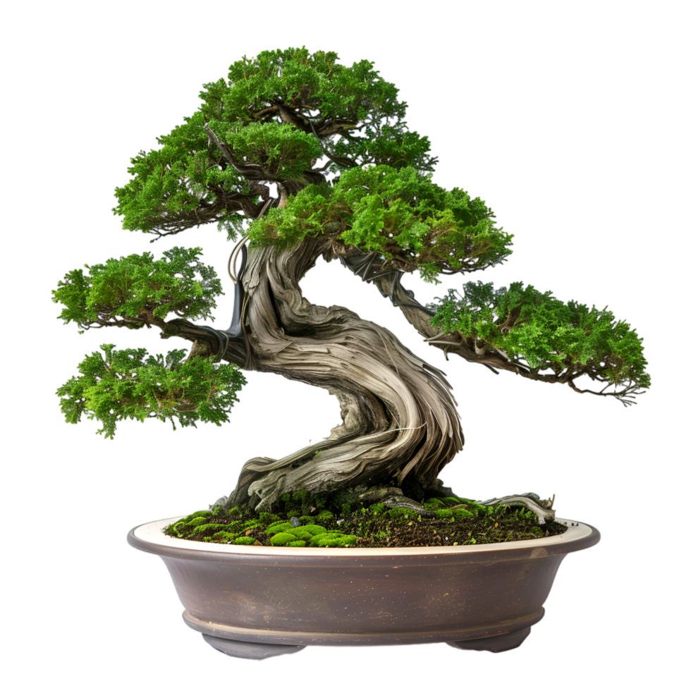 AI generated bonsai on transparent background png