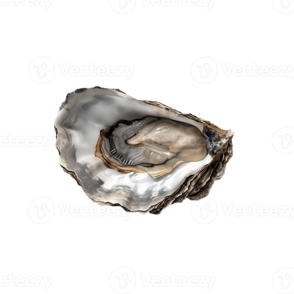 AI generated Oyster on transparent background png