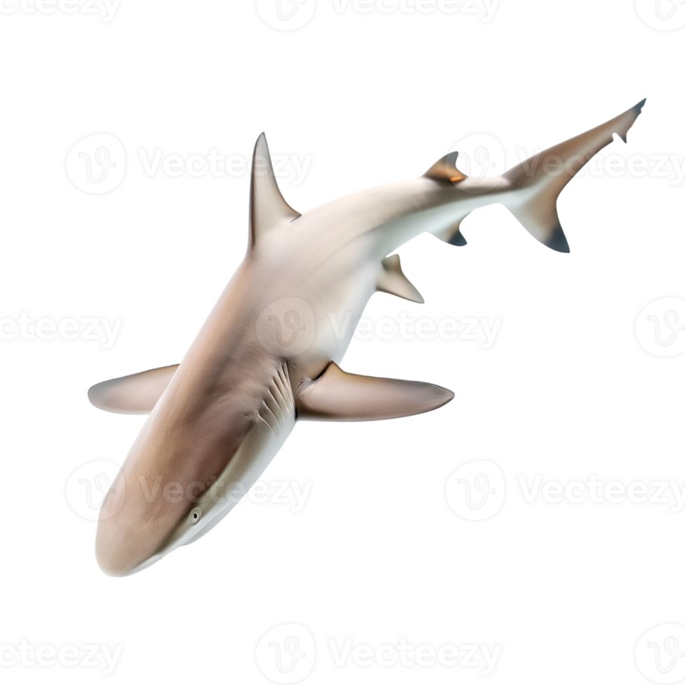 AI generated shark on transparent background png