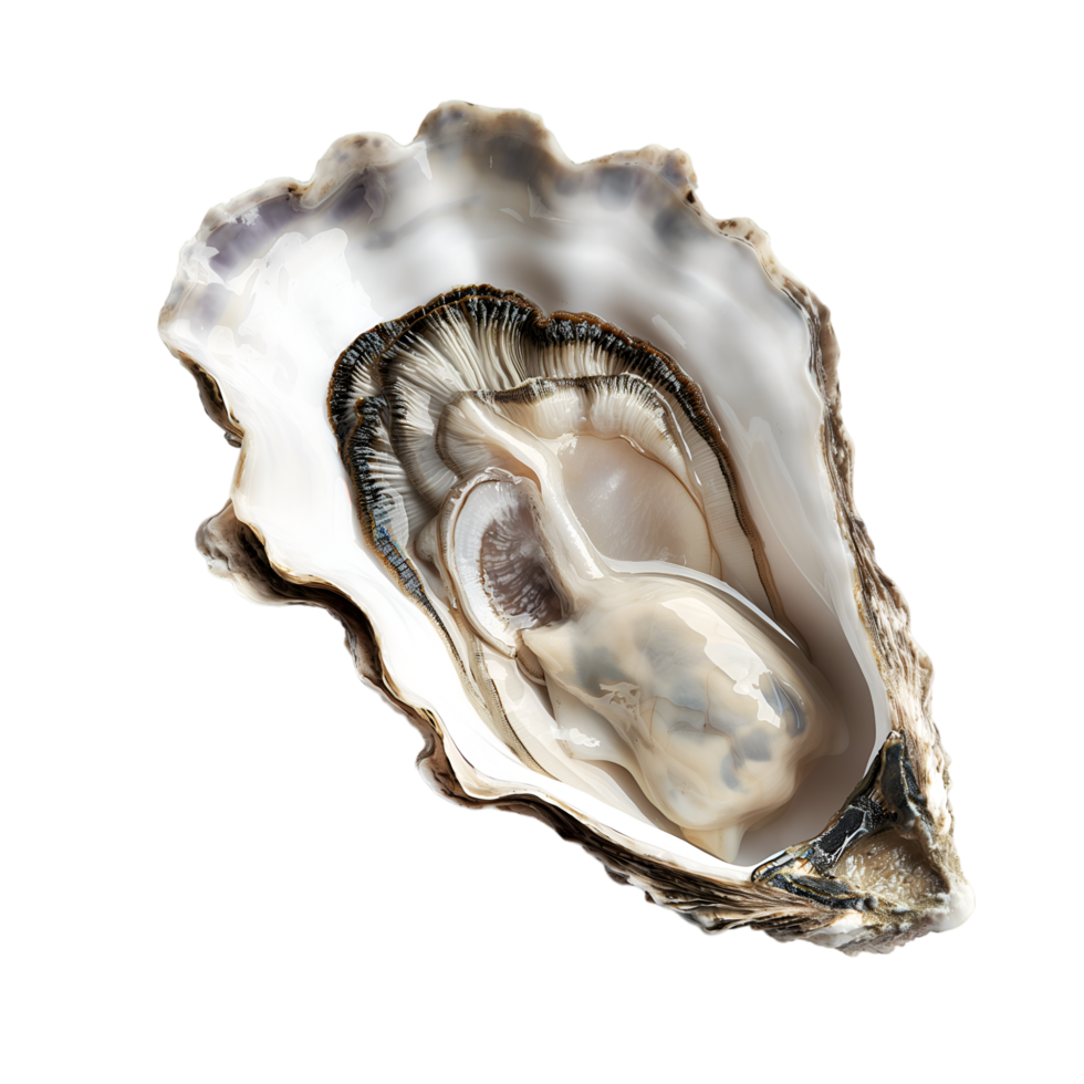 AI generated Oyster on transparent background png