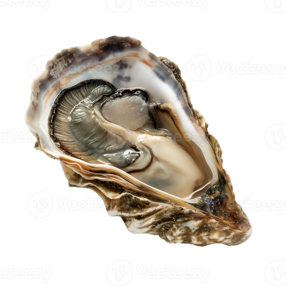 AI generated Oyster on transparent background png