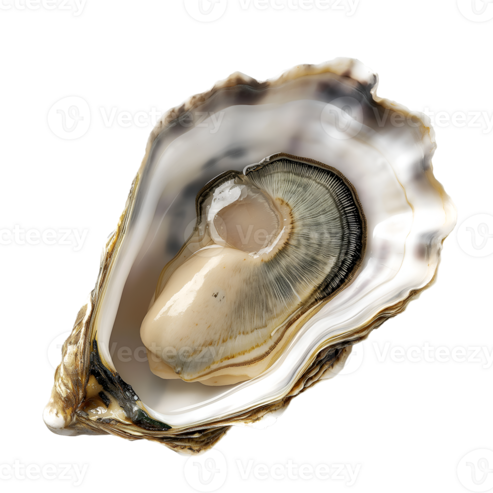 AI generated Oyster on transparent background png