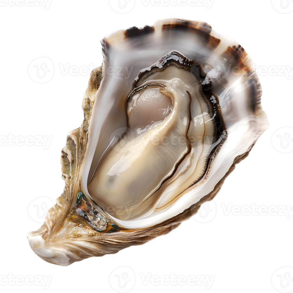 AI generated Oyster on transparent background png