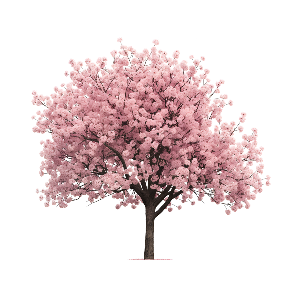 AI generated cherry blossom tree on transparent background png
