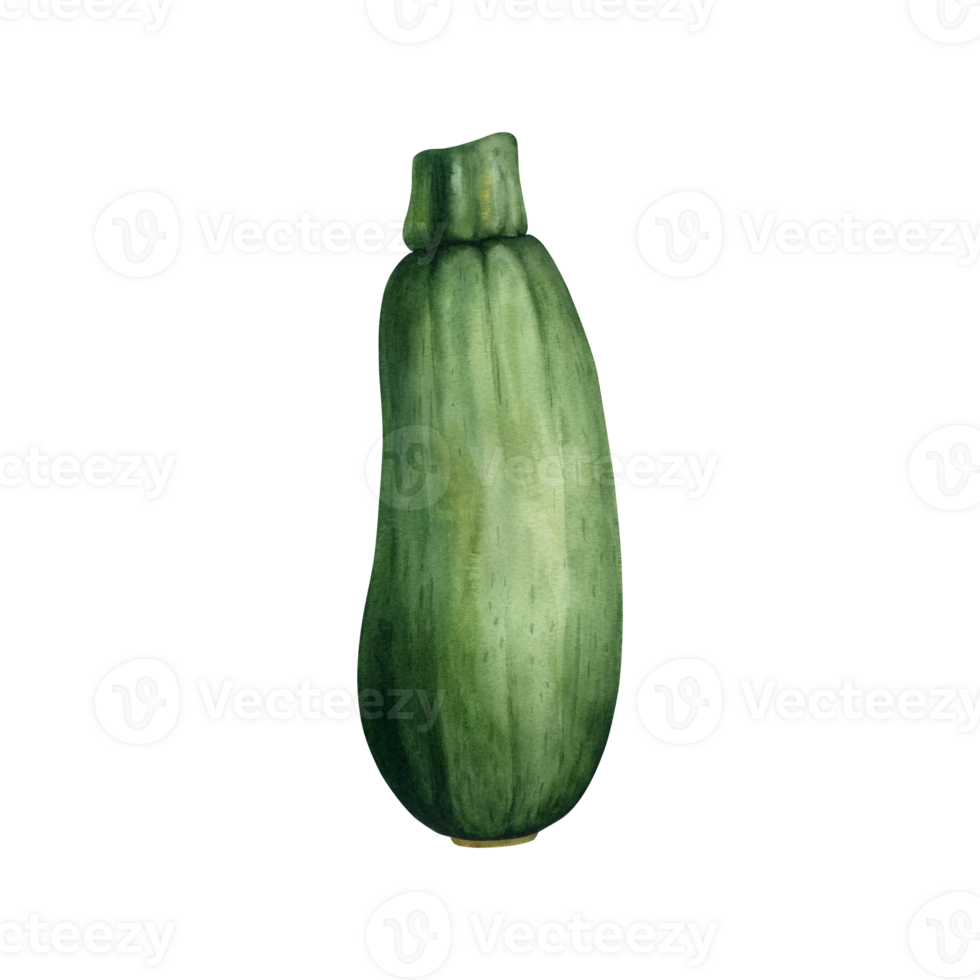 Zucchini watercolor illustration. Hand drawn clip art isolated on transparent background. Vegetable botanical painting for design, kitchen print. png