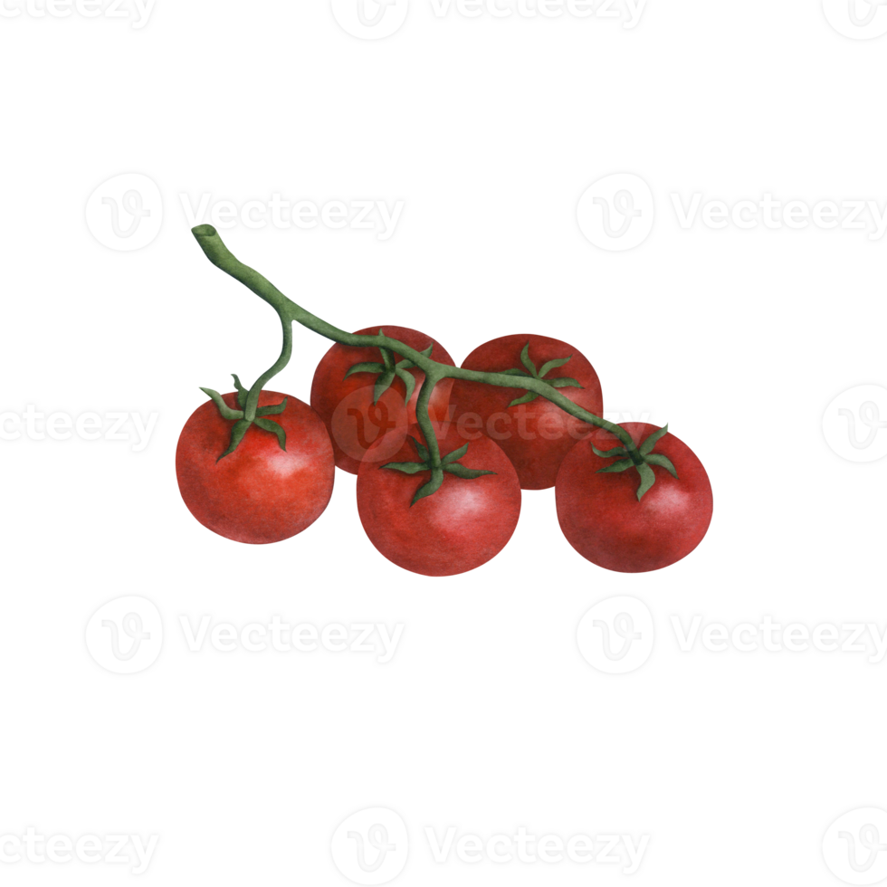 Ripe cherry tomato on a branch isolated on transparent background, watercolor illustration hand drawn, art for design and creativity. png