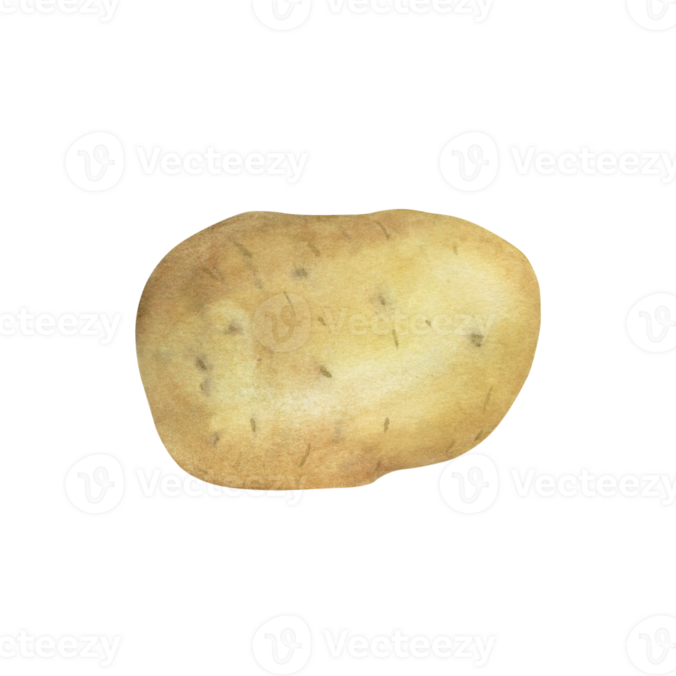 Fresh potato isolated on transparent background, watercolor illustration, hand drawn, art of design and creativity. png