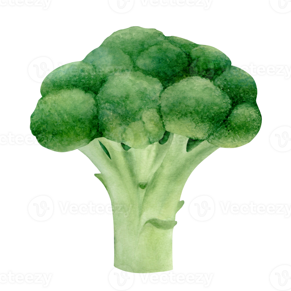 Broccoli watercolor illustration isolated on transparent background. Hand drawn botanical illustration. Art for design. png