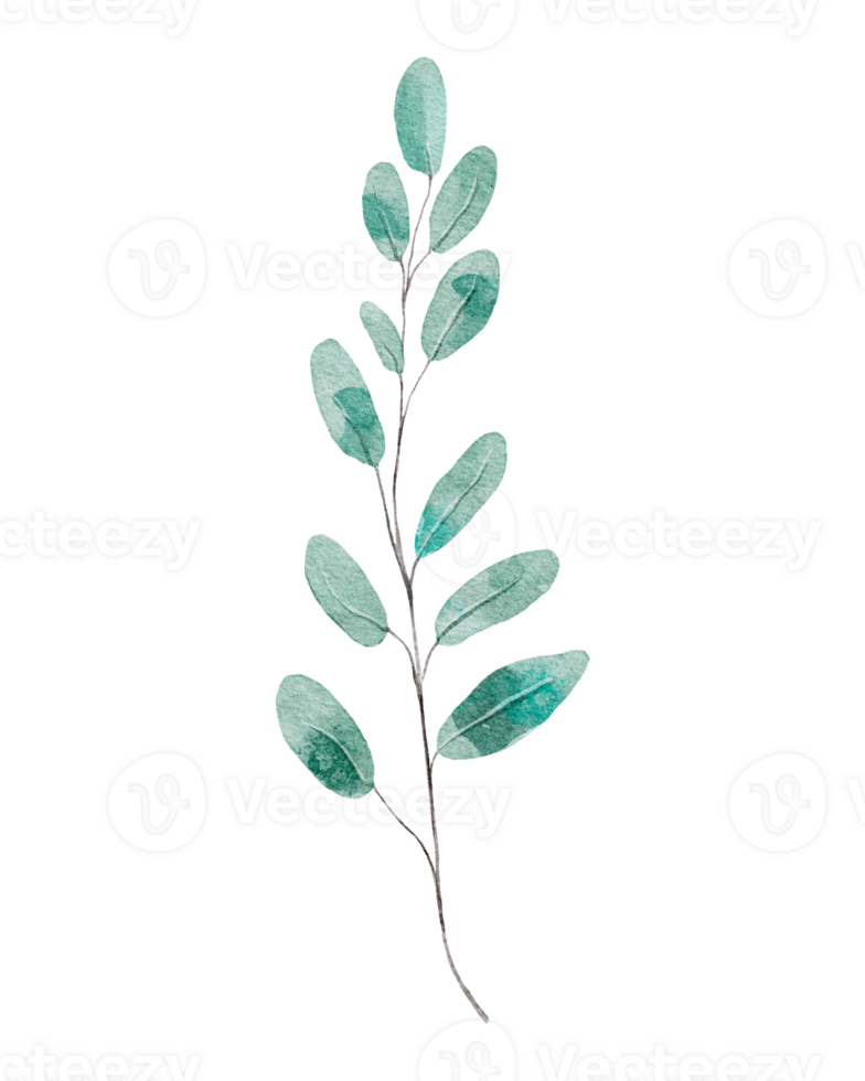 Watercolor branch with leaves png