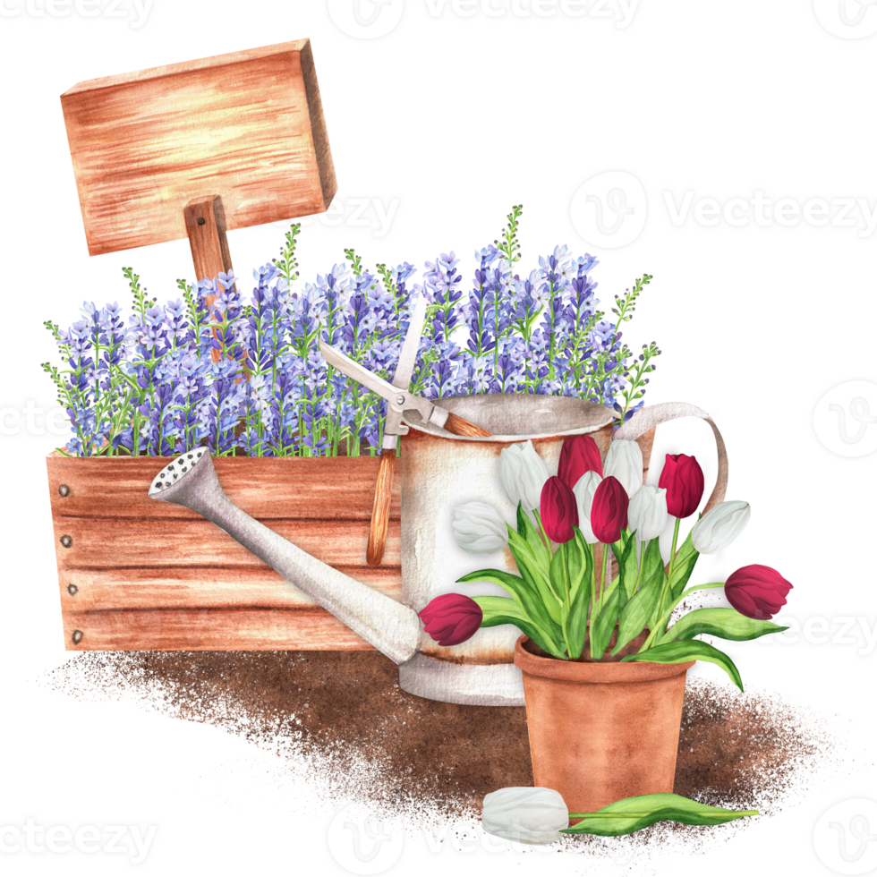 Hand-drawn watercolor illustration. Rustic scene with wooden crate with lavender, a terracotta flowerpot with white and red tulips, watering can and wooden tablet png