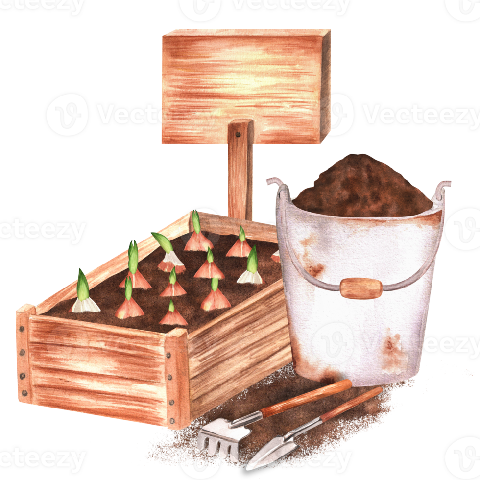 Hand-drawn watercolor illustration. A wooden garden crate with planted tulip bulbs, garden rake, shovel and rusty bucket with soil and wooden tablet png