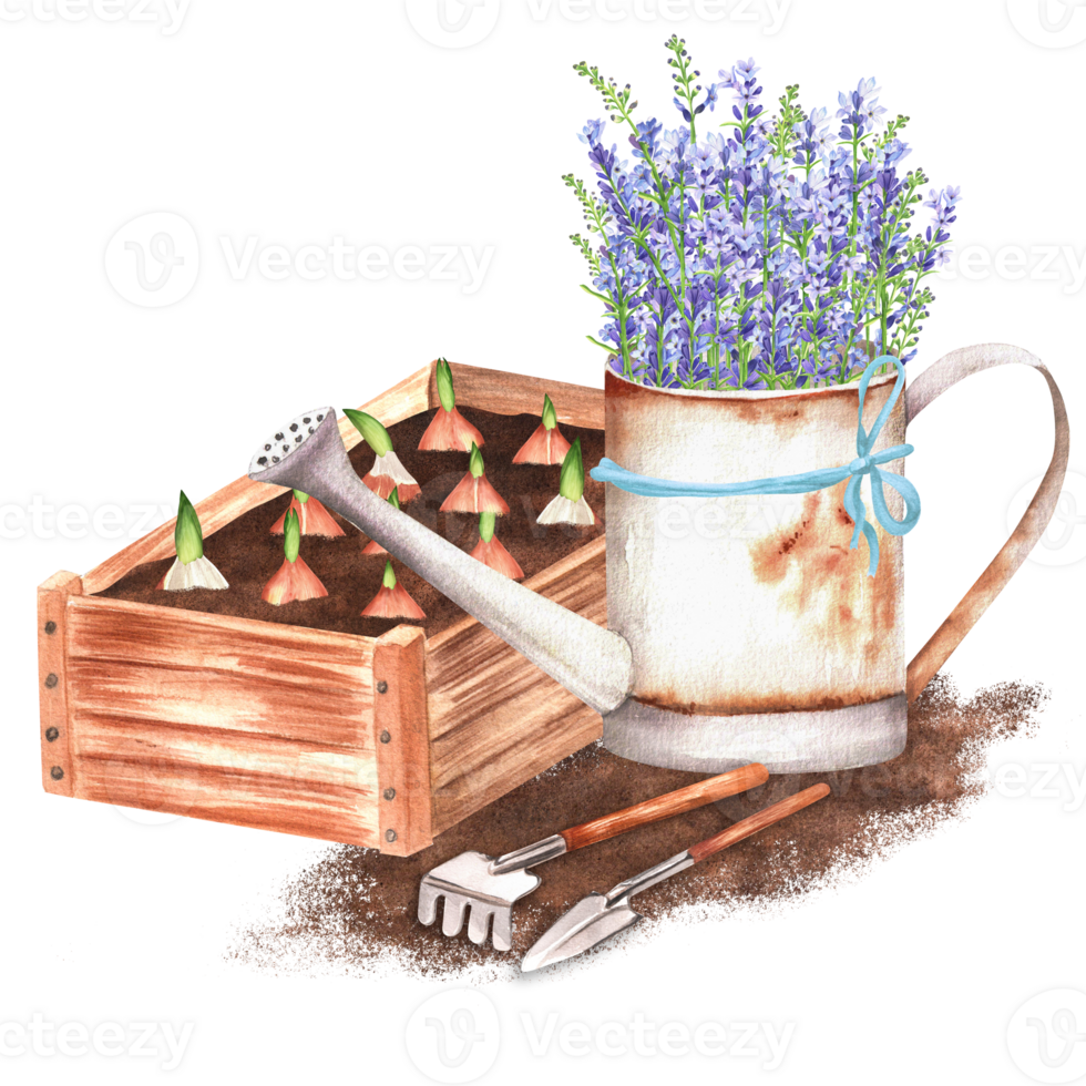 Hand-drawn watercolor illustration. A wooden garden crate with planted tulip bulbs, garden rake, shovel and rusty watering can full of lavender png