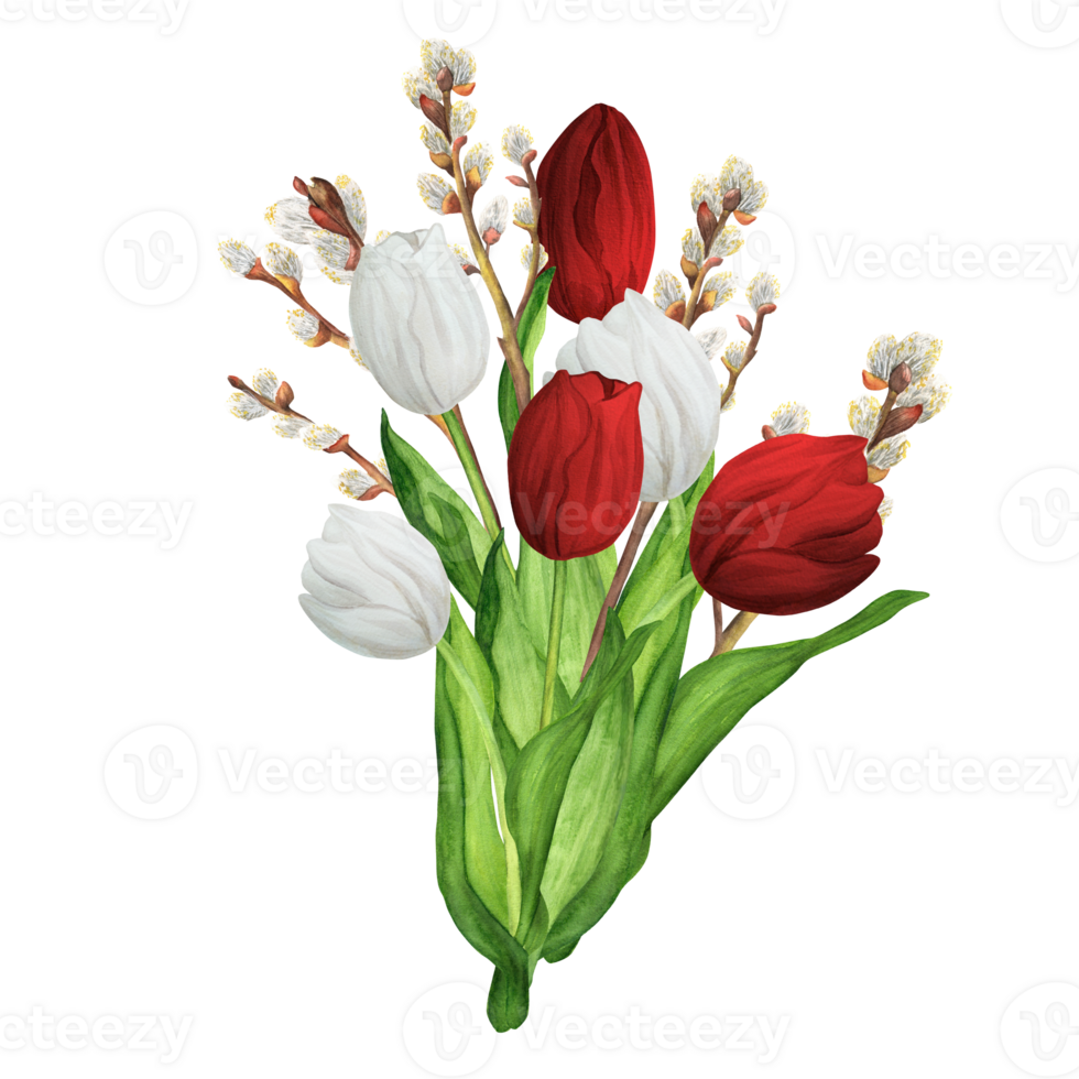 Hand-drawn watercolor illustration. Beautiful bouquet with red and white tulips and willow branches png