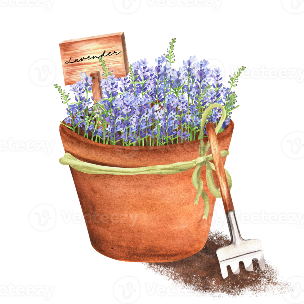 desenhado à mão aguarela ilustração. em vaso lavanda com jardim ancinho e de madeira tábua. terracota vaso de flores com lindo lavanda png