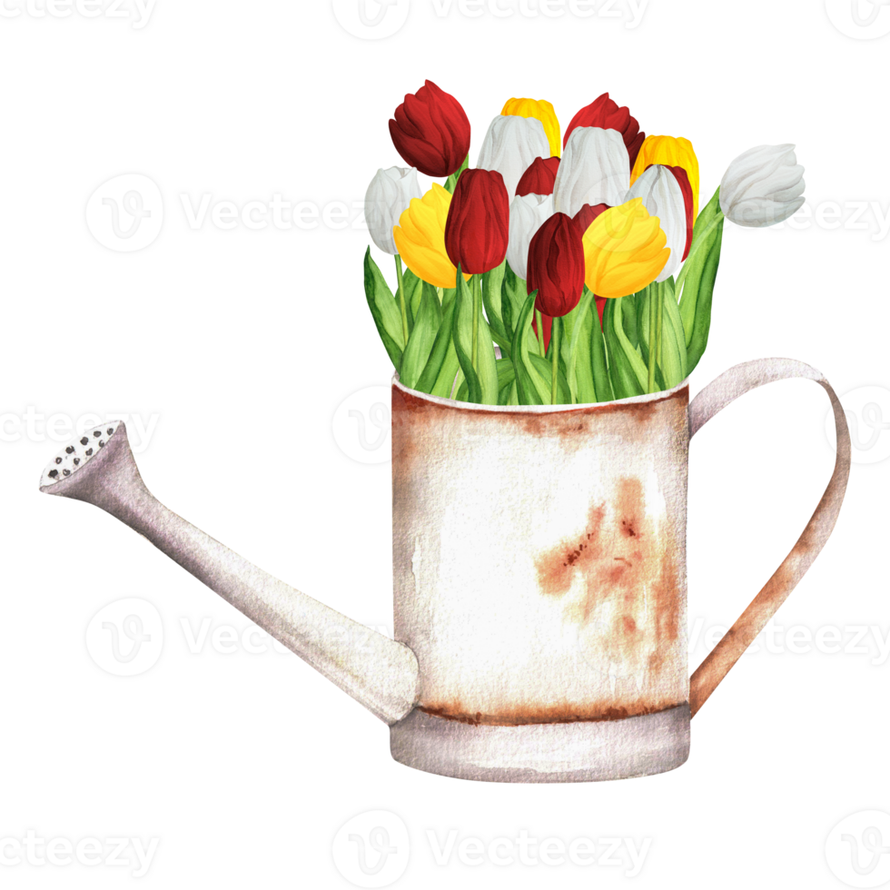 Hand-drawn watercolor illustration. Rusty metallic watering can with a bunch of colorful red, white and yellow tulips png