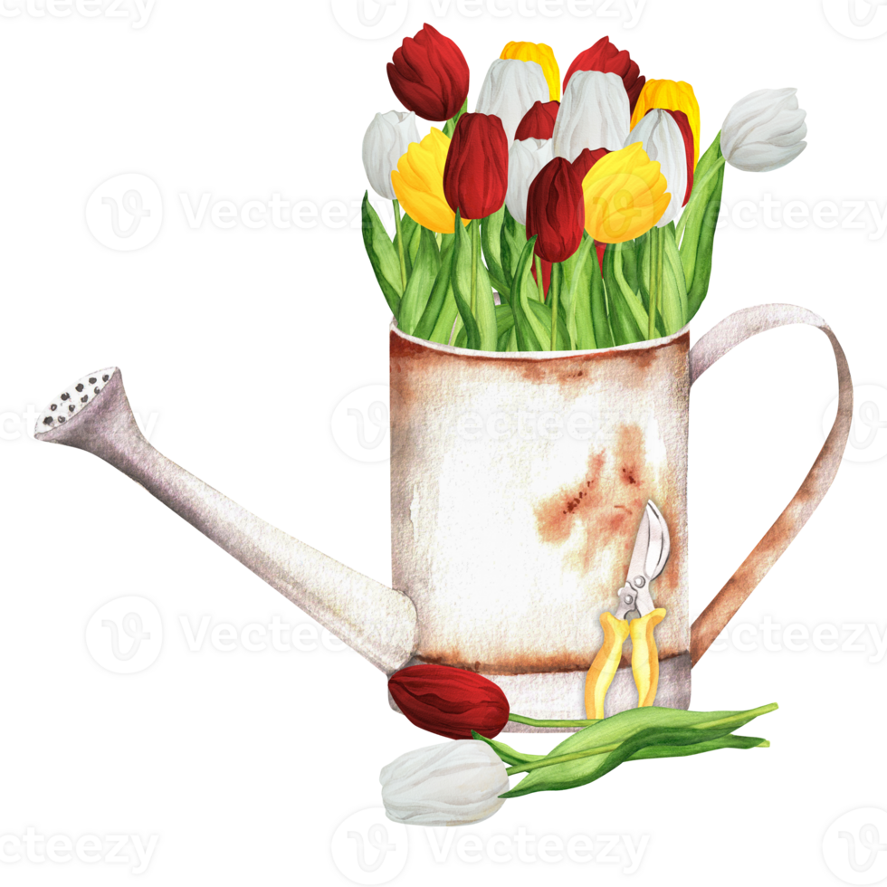 Hand-drawn watercolor illustration. Rusty metallic watering can with a bunch of colorful red, white and yellow tulips and shears png