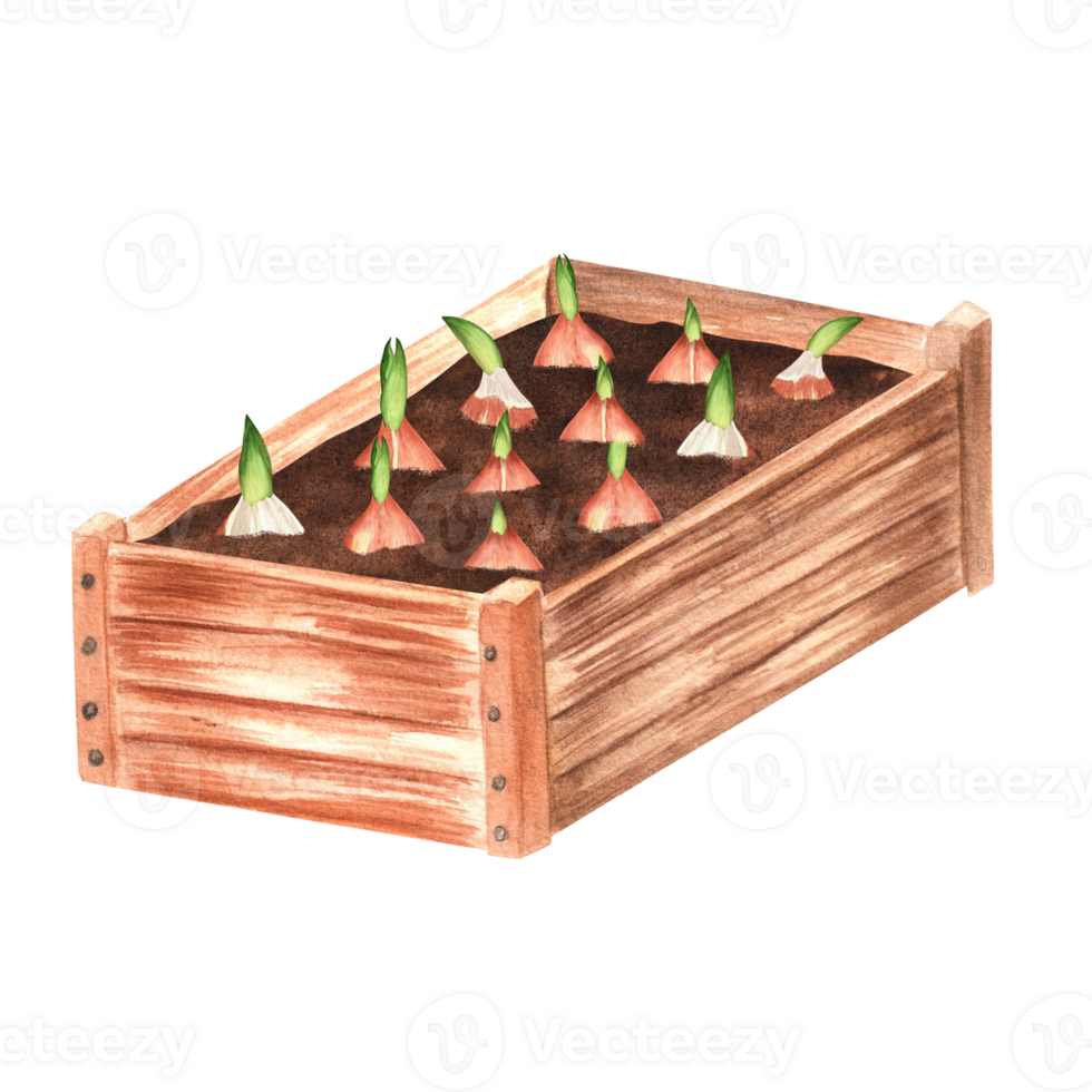Hand-drawn watercolor illustration. A wooden garden crate with planted tulip bulbs. Diagonal view. png