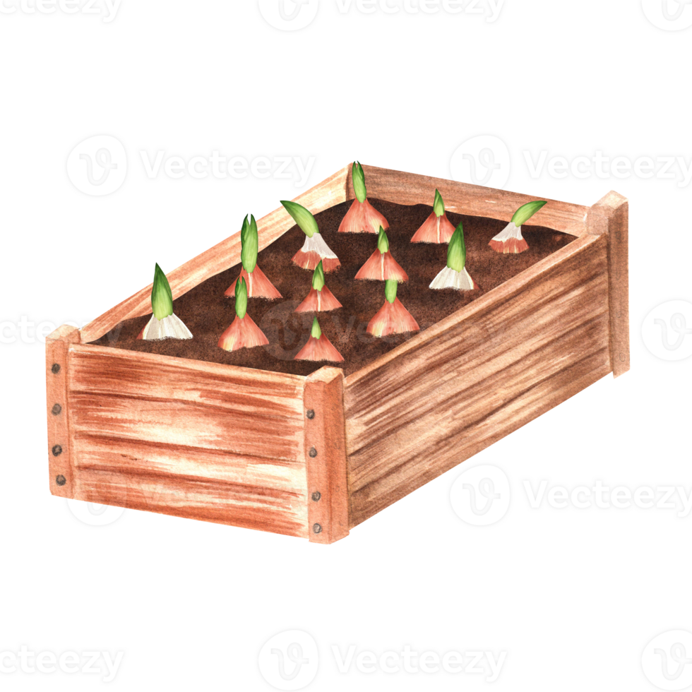 desenhado à mão aguarela ilustração. uma de madeira jardim engradado com plantado tulipa lâmpadas. diagonal visualizar. png