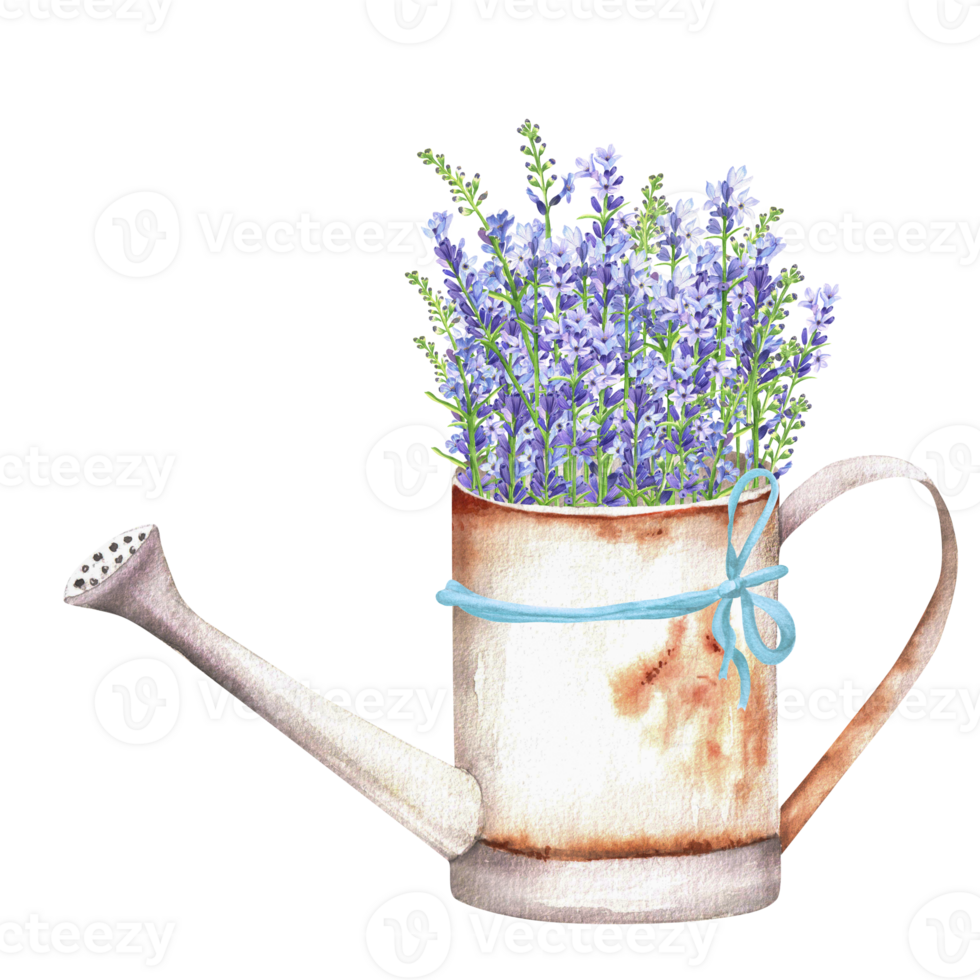 Hand-drawn watercolor illustration. Rusty metallic watering can with a bunch of colorful blue lavender flowers. Spring composition. A piece of Provence png