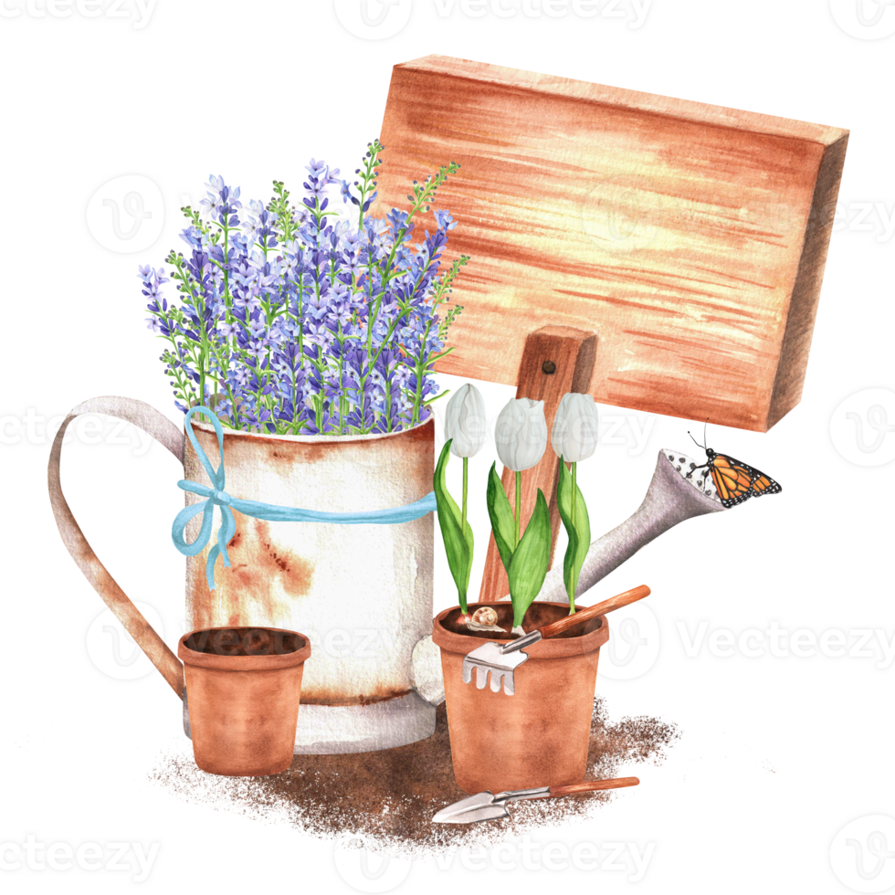 Hand-drawn watercolor illustration. Rustic scene with a watering can with lavender, flowerpots, white tulips and garden tools and wooden tablet png