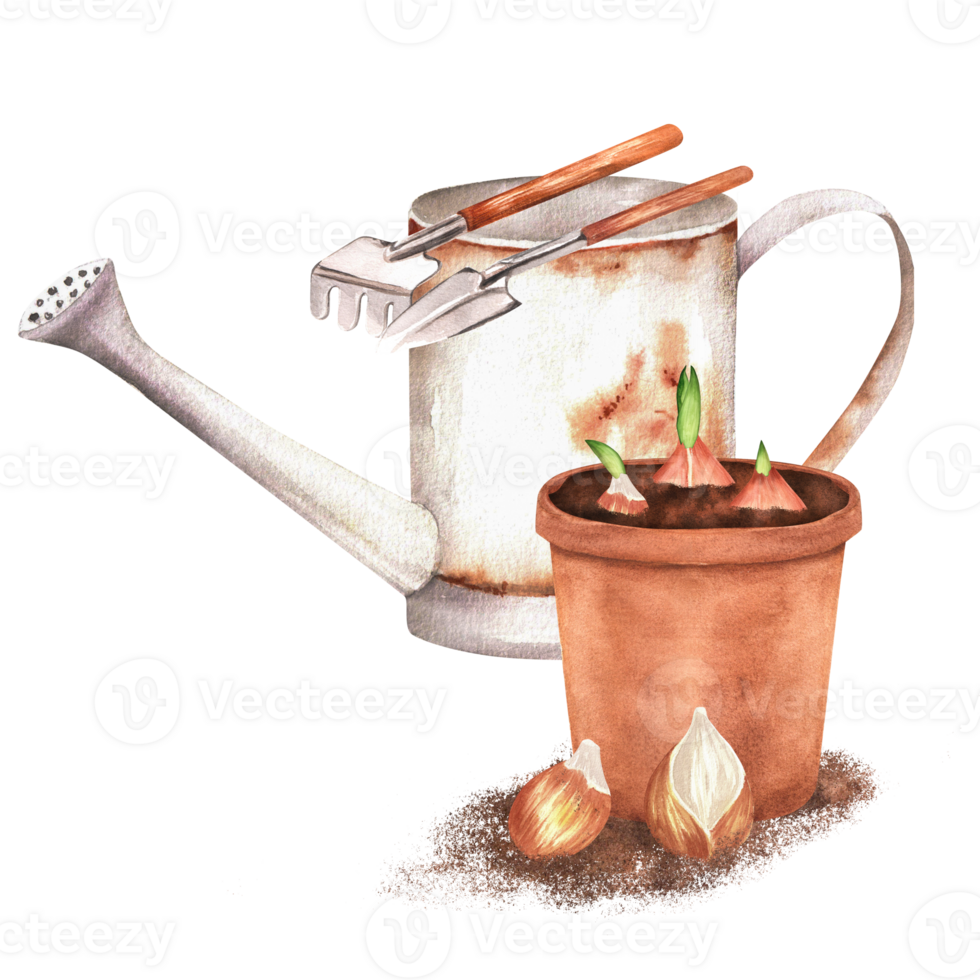 Hand-drawn watercolor illustration. There are a watering can, a flowerpot, a rake, a spade, tulip bulbs png