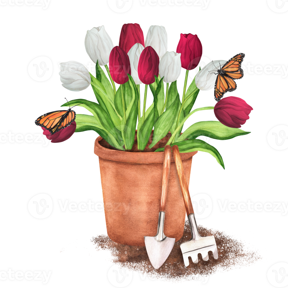 Hand-drawn watercolor illustration. Terracotta flowerpot with white and red tulips and butterflies. Garden pot with garden tools - rake and trowel png