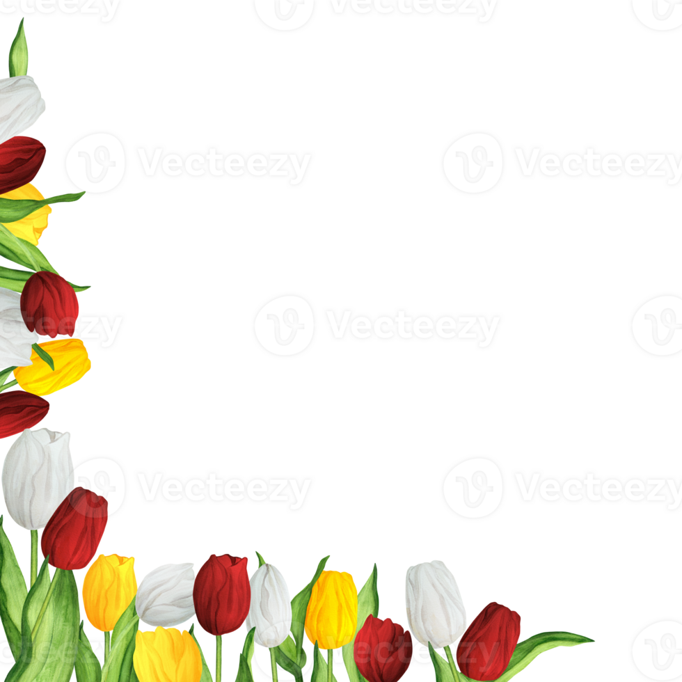 Hand-drawn watercolor illustration. Left lower corner with colorful red, white and yellow tulips for printing design png