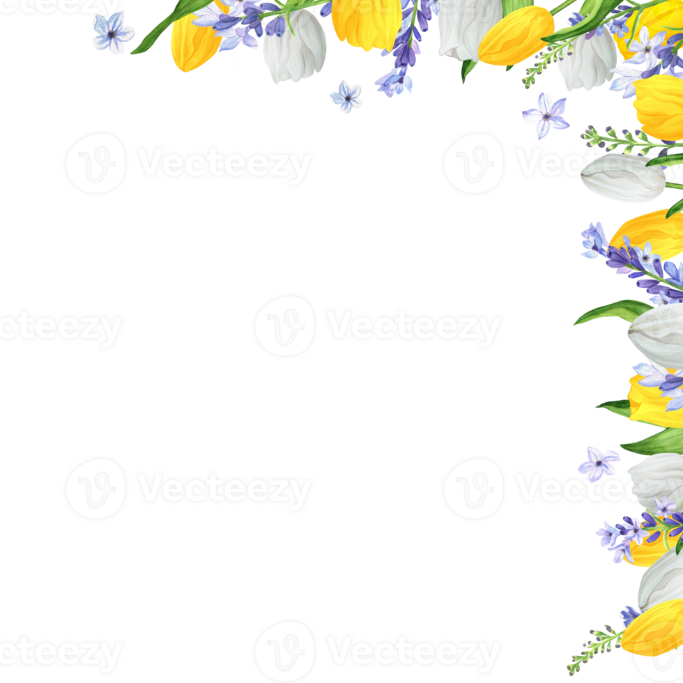 Hand-drawn watercolor illustration. Right upper corner with colorful white and yellow tulips and lavender. Floral frame with spring tulips and blue lavender png