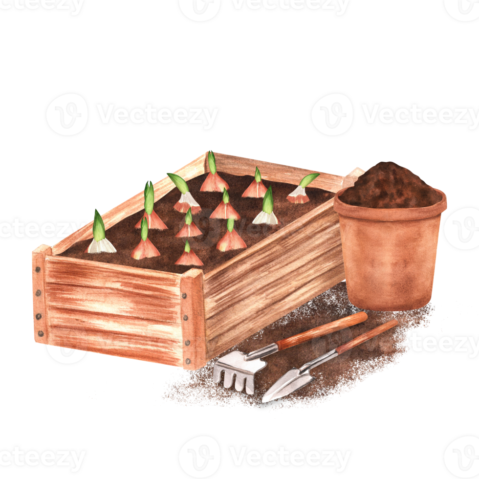 Hand-drawn watercolor illustration. A wooden garden crate with planted tulip bulbs, garden rake, spade and a pot with soil png