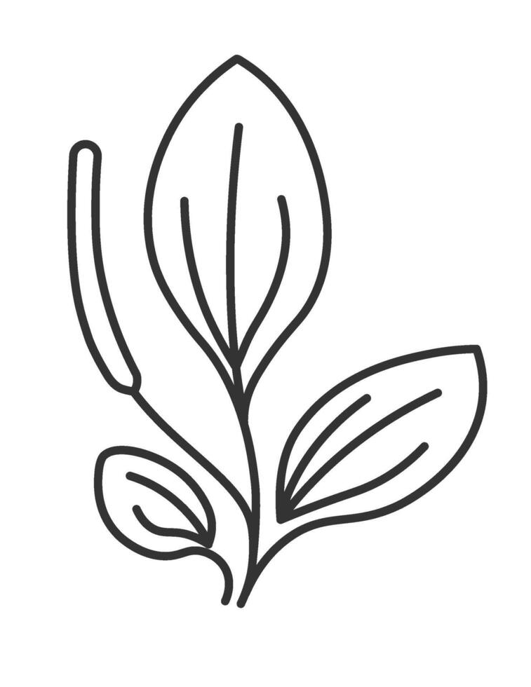 Plantago plant leaves and flourishing bud vector